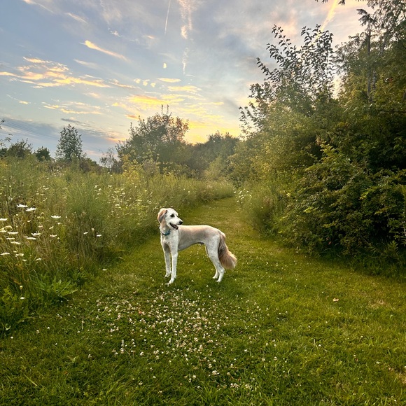 Meet your Posher, Lizzie - Picture 1 of 2